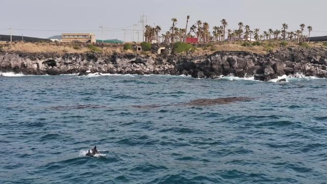 죽은 새끼 돌고래 몸에 얹은 남방큰돌고래