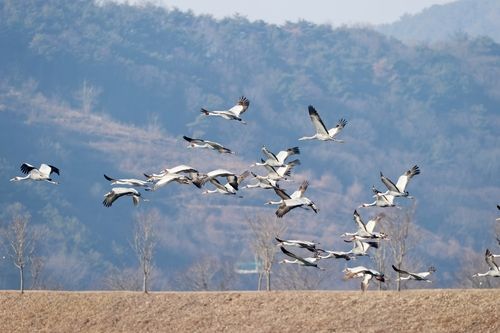 3년째 의령 정곡면을 찾은 재두루미 떼 