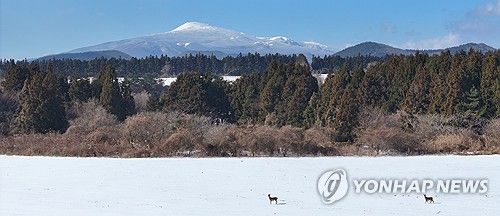 제주 중산간 설원의 노루