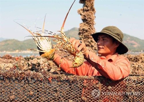 베트남산 랍스터