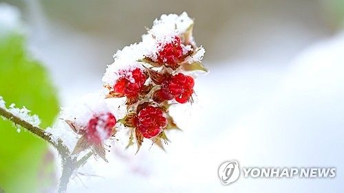 눈 맞은 겨울딸기