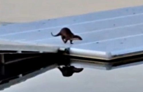 탄금호 국제조정경기장에 출현한 수달