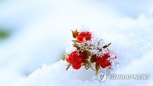 눈 맞은 겨울딸기