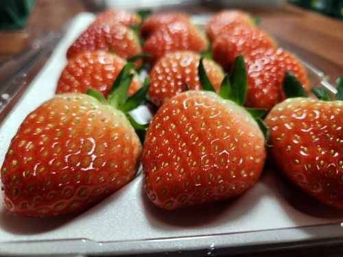 수출길에 오를 충북 스마트팜 딸기