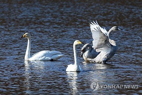 날갯짓하는 어린 큰고니