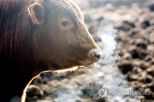 콧김이 나올 만큼 춥소