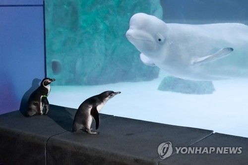 롯데월드 아쿠아리움 벨루가와 훔볼트 펭귄