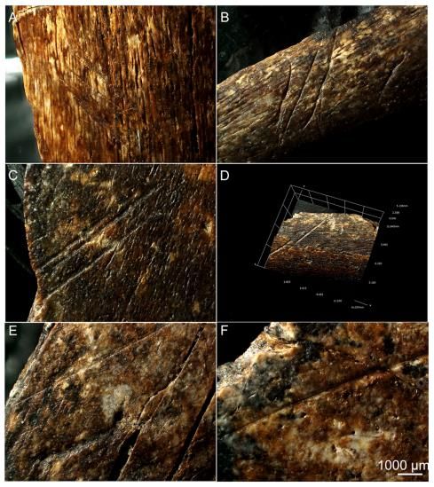 호모 에렉투스가 소를 도살한 증거 : 소뼈에 남은 자국들