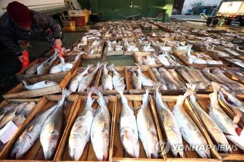 거제 외포항 대구 위판