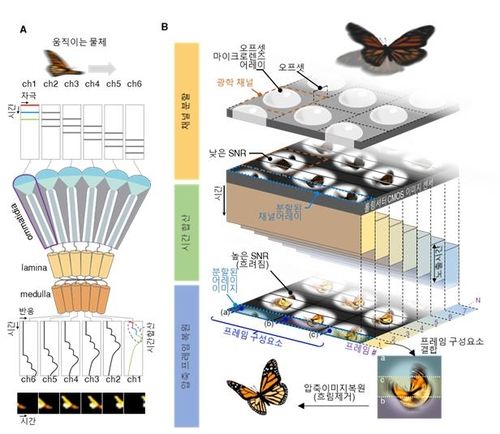 곤충 겹눈 구조 모방한 고감도 카메라 
