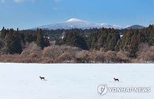 제주 중산간 설원의 노루