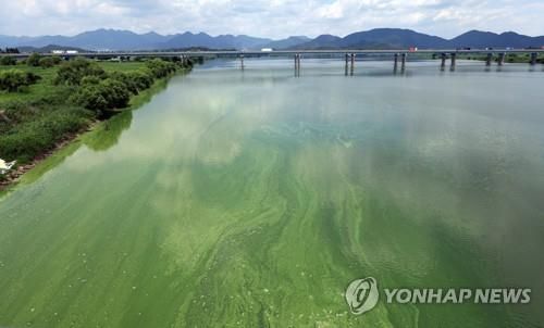 2023년 낙동강 칠서지점 녹조
