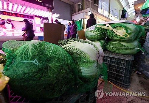 배추 자료사진