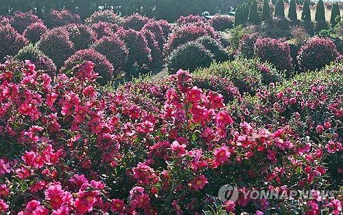 제주의 겨울은 동백의 계절