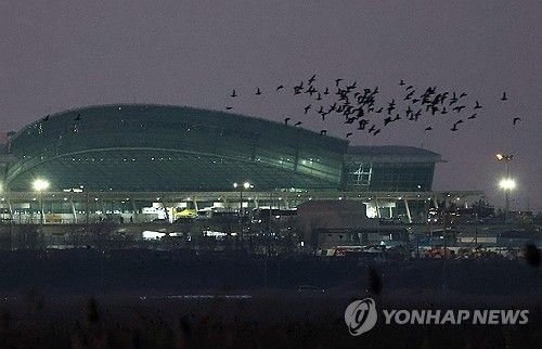 무안공항 인근 나는 새들