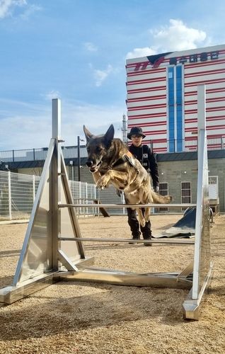 훈련받는 119구조견