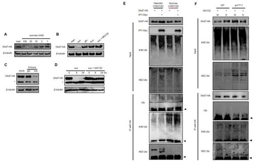광합성 산물 자당, 벼 개화 유도 신호 물질로 작용