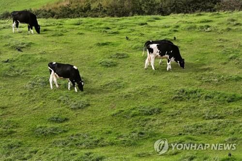 초지 위의 방목 젖소