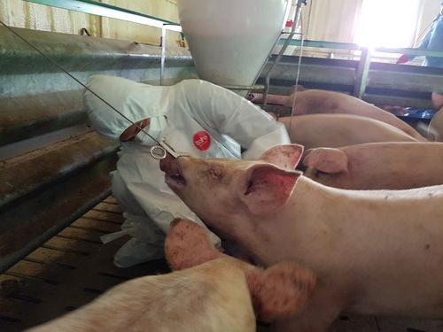 돼지 질병 검사