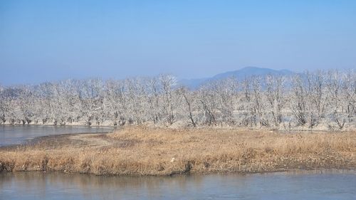 백화현상이 나타난 창원 주남저수지 왕버들 군락지