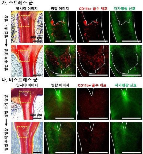 스트레스 노출 쥐와 대조군 쥐의 동맥경화 병변 경동맥 영상