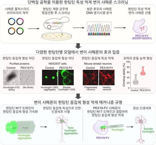 헌팅틴 독성 억제 샤페론 단백질 개발 