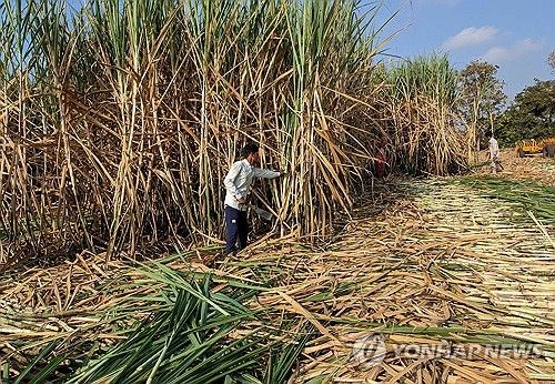 인도 사탕수수 수확