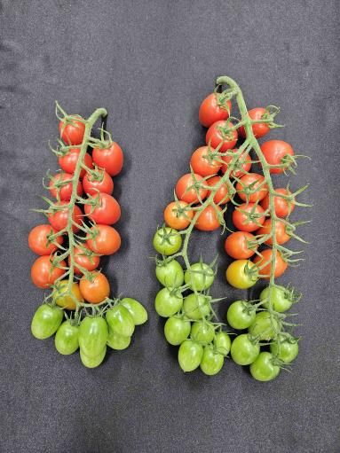 대추형방울토마토 엄청나