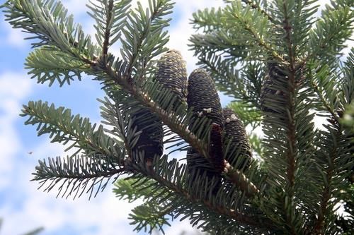 멸종위기 고산지역 침엽수 분비나무 