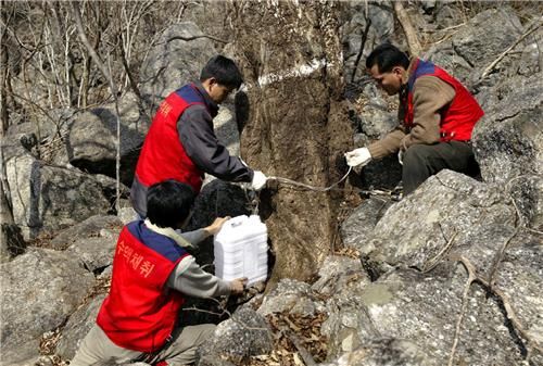 고로쇠 수액 채취