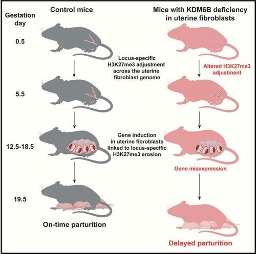 "생쥐서 출산 시기 조절 분자 발견…조산 원인 규명 기대"
