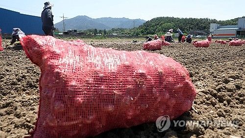  마늘 수확 돕는 외국인 근로자