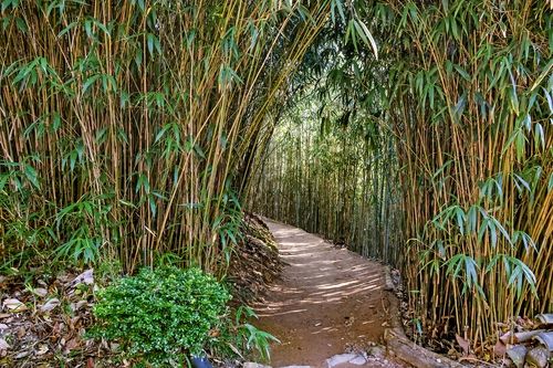불일암 입구 대나무 숲길[사진/백승렬 기자]