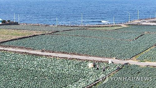 제주는 양배추 수확철