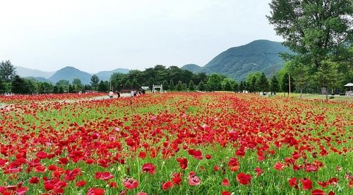 가평 자라섬 꽃 페스타