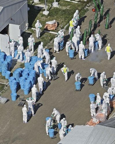 조류인플루엔자 발생 일본 양계장서 살처분 작업