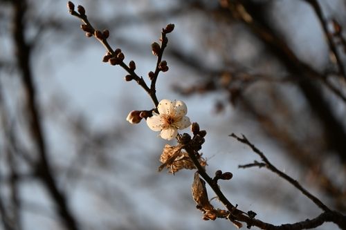 꽃망울 터뜨린 매화