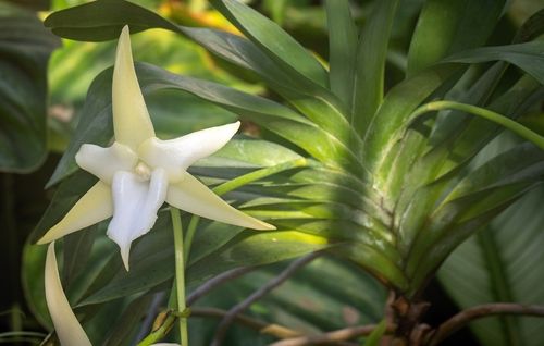 세종수목원 열대온실서 개화한 다윈난