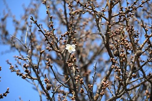 꽃망울 터뜨린 매화