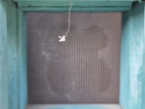 건봉사에서 발견된 우담바라