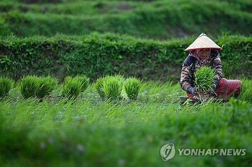 인도네시아 농민