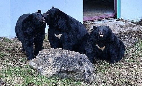지난해 1월 5일 오전 제주 서귀포시 성산읍 수산리 제주자연생태공원에서 반달가슴곰들이 나들이를 하고 있다. 이 곰들은 곰 사육 종식을 준비하는 과정에서 보호시설로 이송된 개체들이다. [연합뉴스 자료사진]