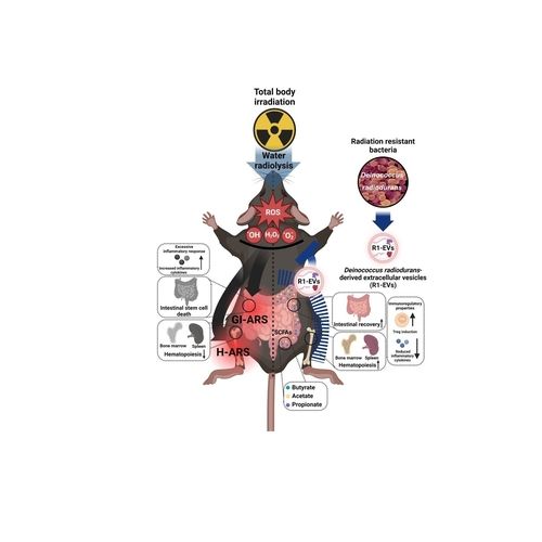 미생물 유래 엑소좀의 방사선 방호 효능 개념도 