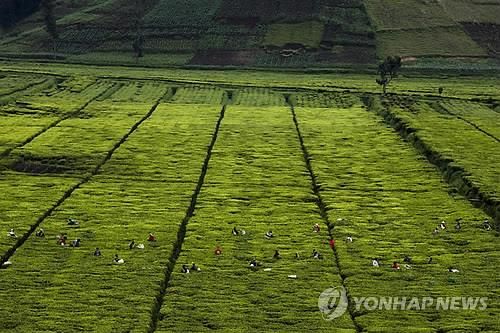 르완다의 차밭