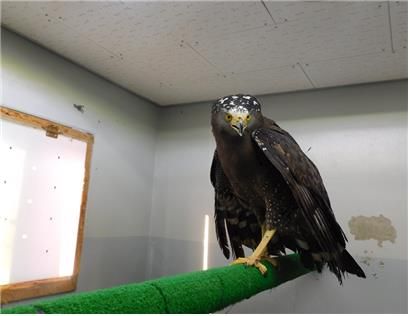 회복 중인 관수리