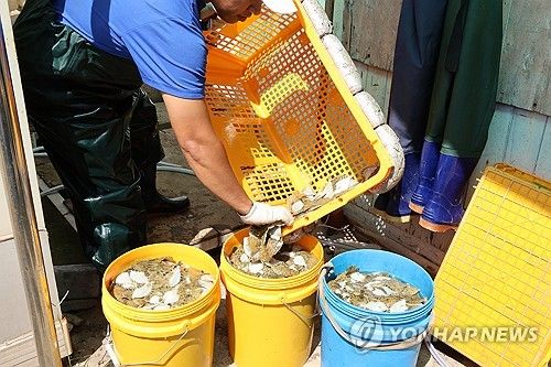 죽은 물고기 담는 양식장 직원