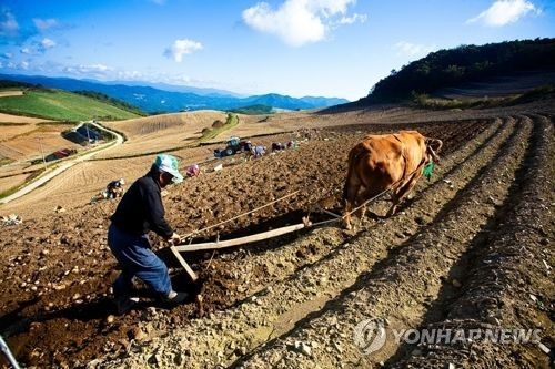 하늘 아래 첫 동네 '안반데기 마을'