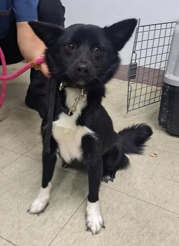 구조된 유기 동물