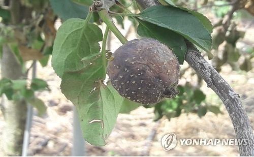 과수화상병 증상