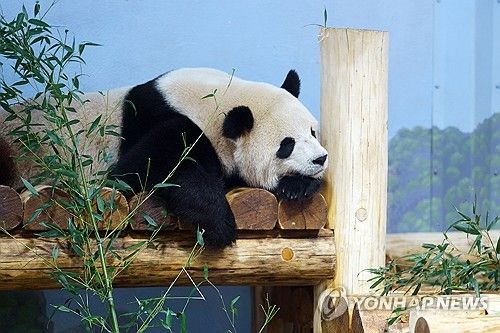 워싱턴 동물원의 판다